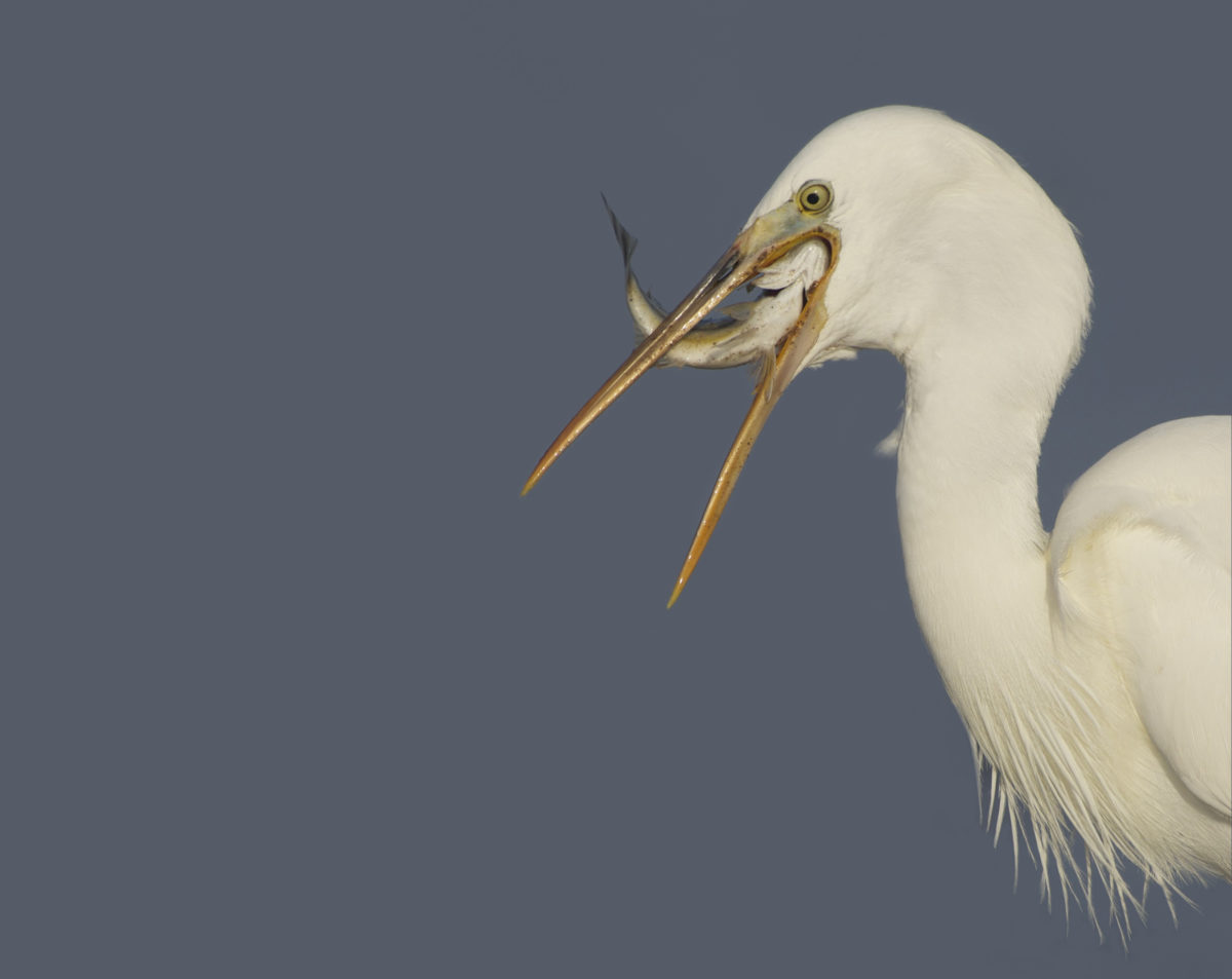 aigrette et poisson4