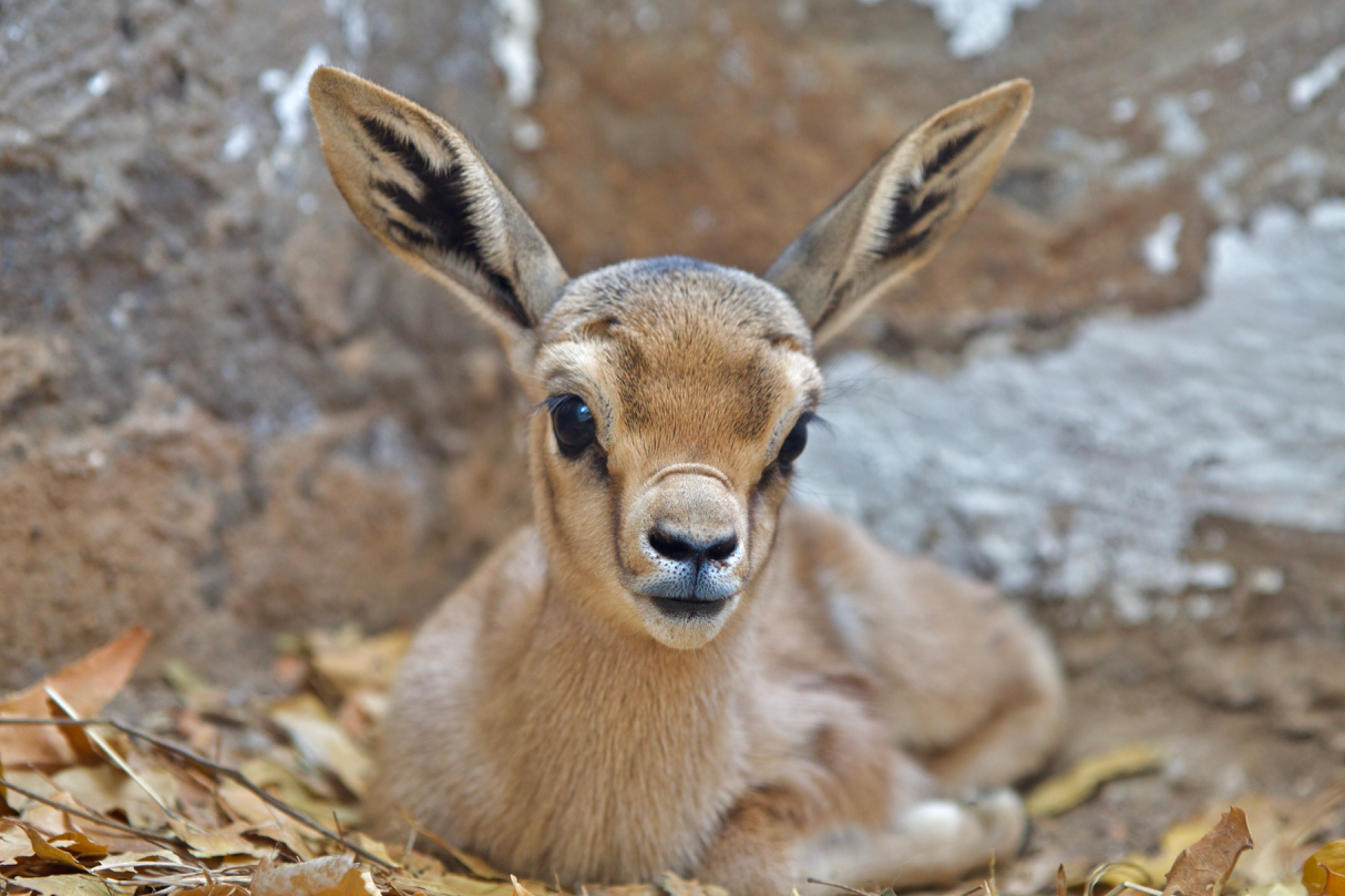 Sauvetage de bébés gazelles • Décan Djibouti