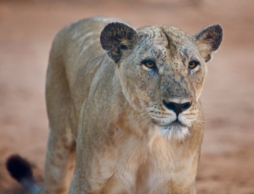 Notre lionne Amalia est arrivée en Ethiopie