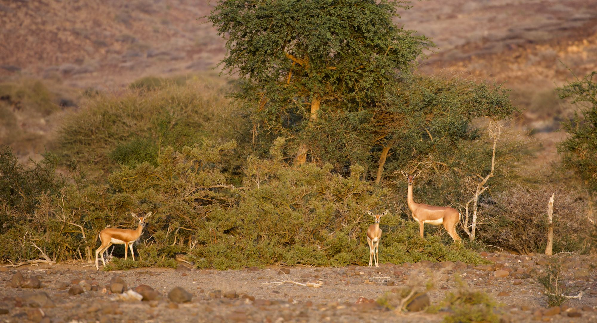 decan assamo gazelle girafe gazelle de pelzeln