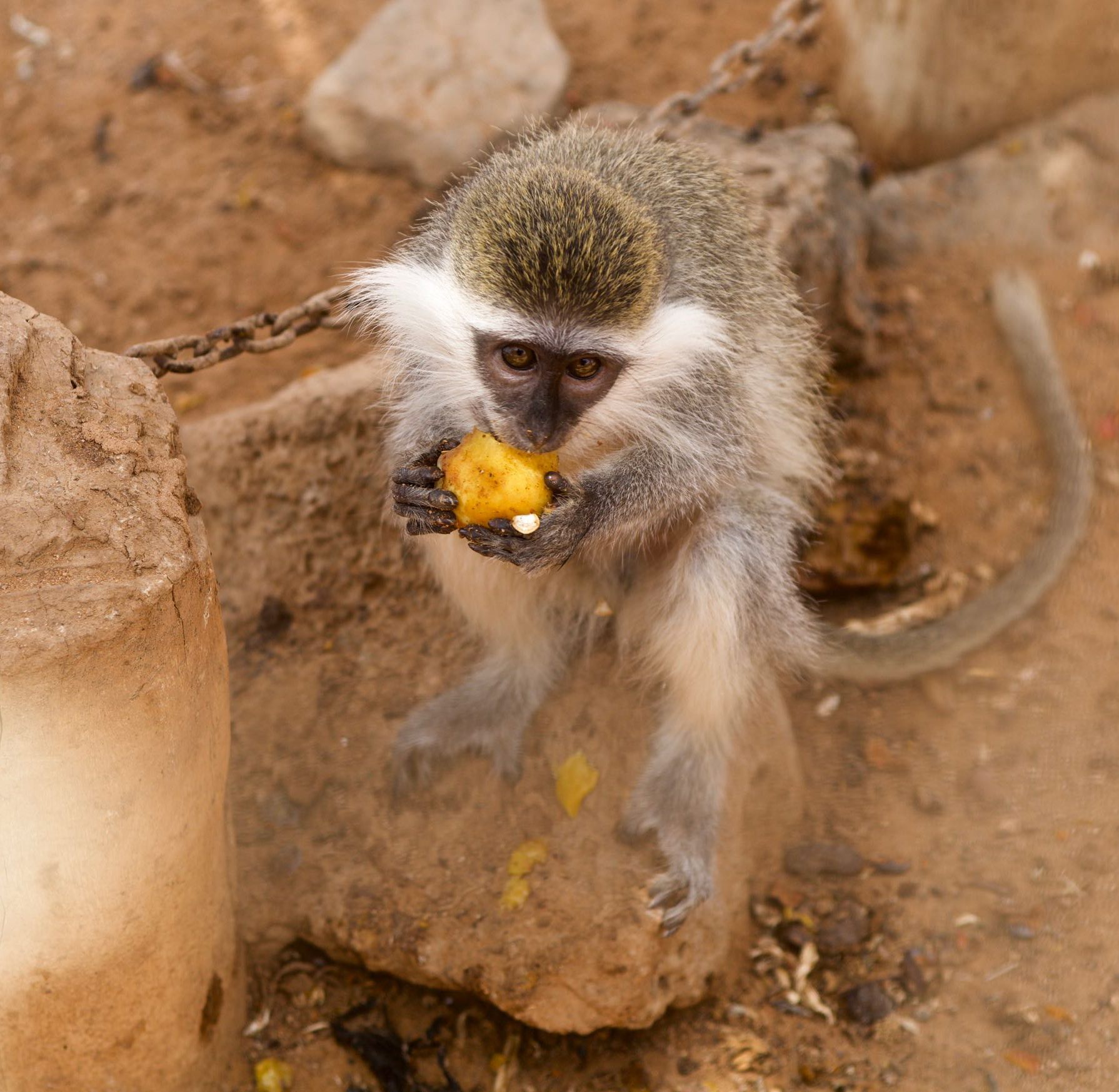 decan refuge singe vert