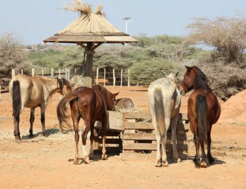 Un nouvel enclos ravit les 4 chevaux du refuge