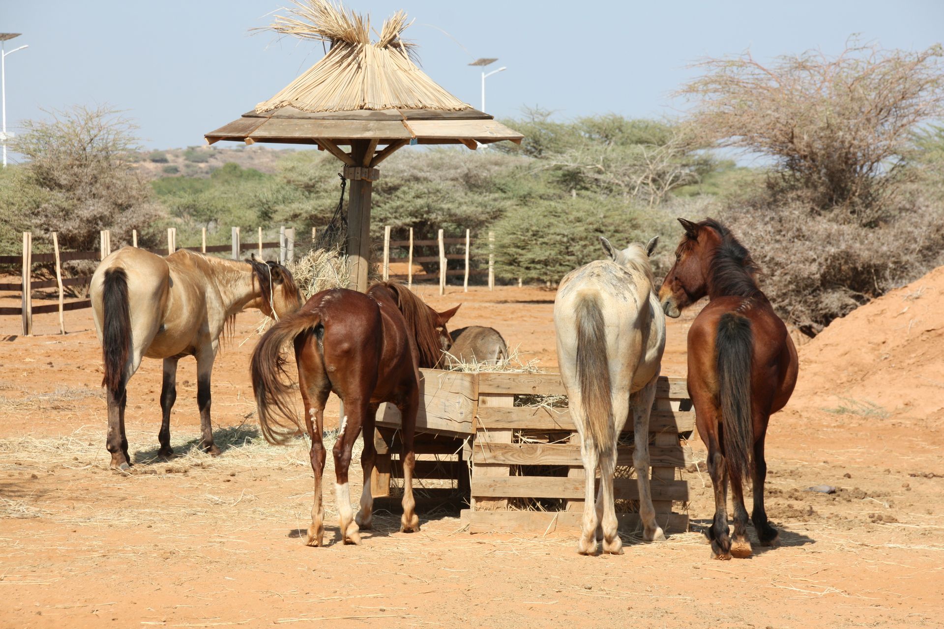 chevaux refuge decan