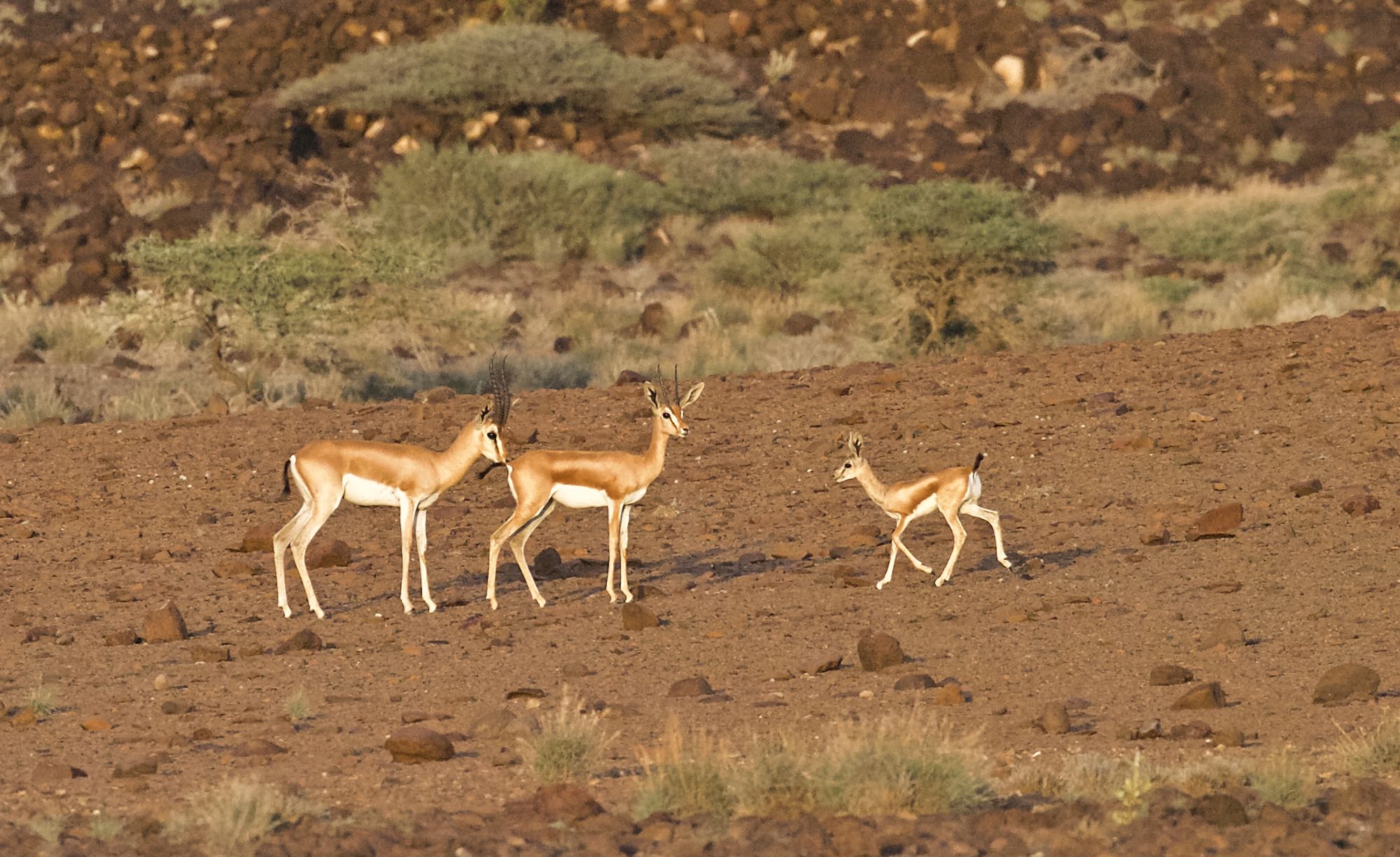 DECAN – Djalelo – Photo 3 – Gazelle de Pelzeln