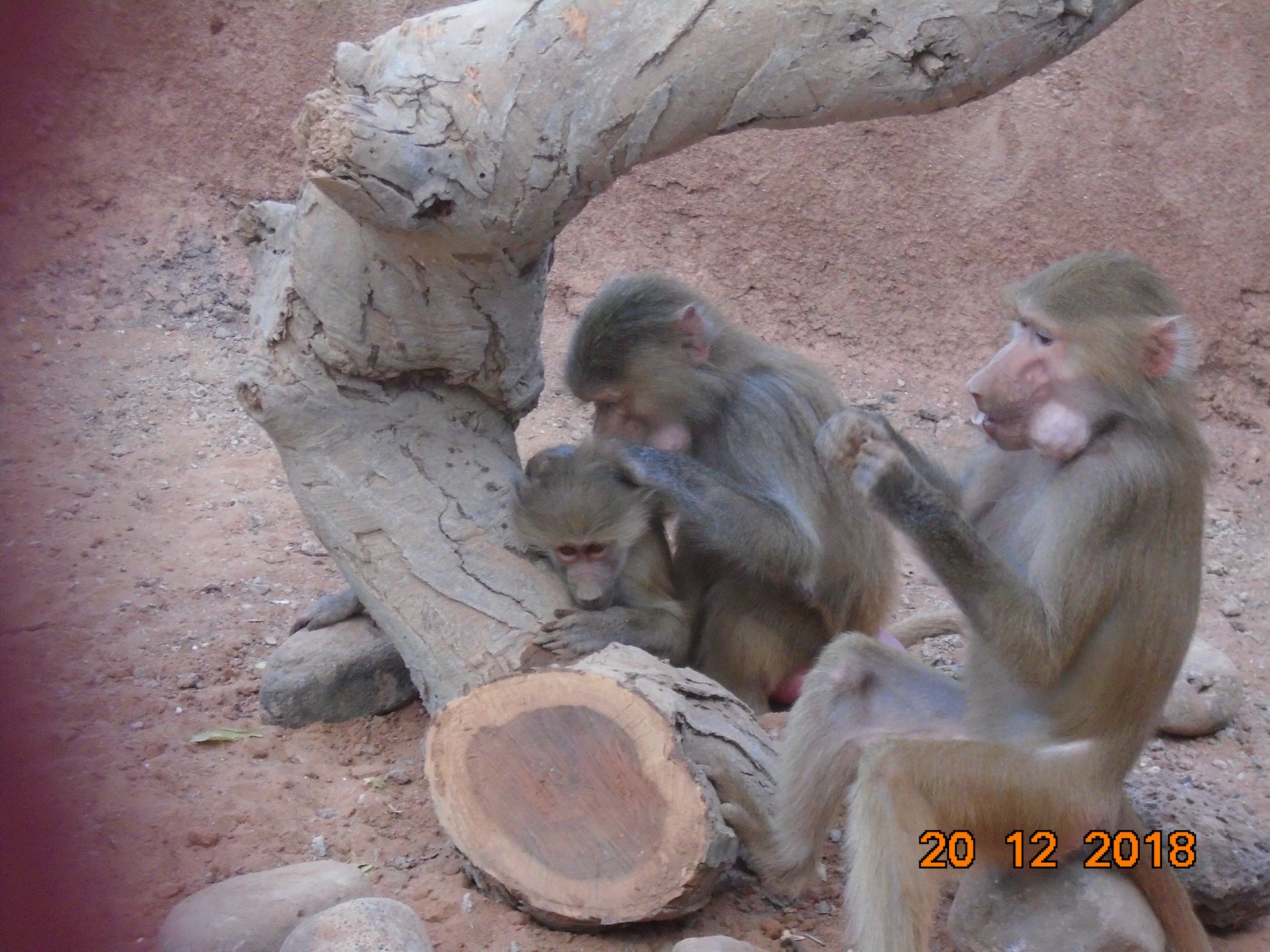 refuge decan babouins