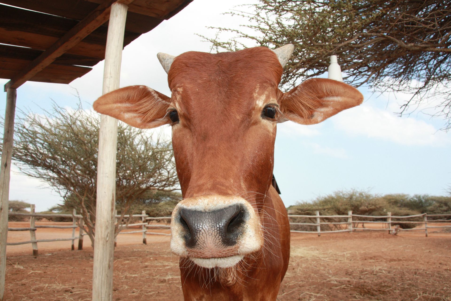 zebu anon decan refuge