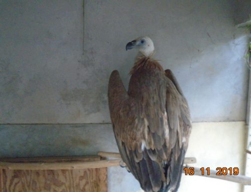 Arrivée de Nelson, vautour fauve, au refuge