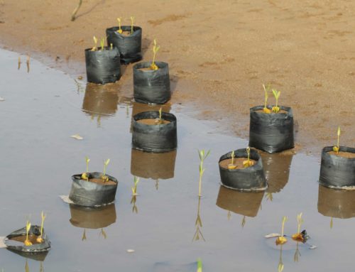 La mangrove, un écosystème en restauration